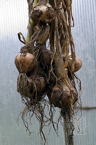 ONIONS_DRYING_IN_GREENHOUSE