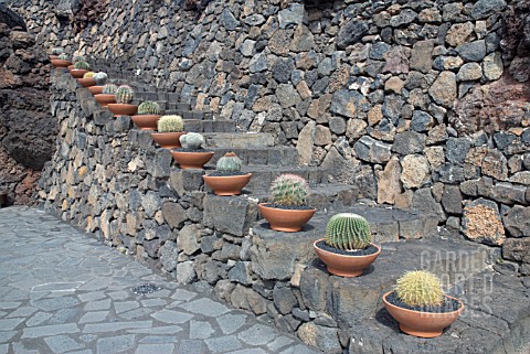 _CACTUS_IN_POTS_ON_STEPS