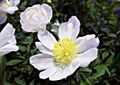 PAEONIA LOTUS QUEEN, CHINESE PEONY