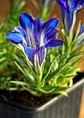 GENTIANA THE CALEY