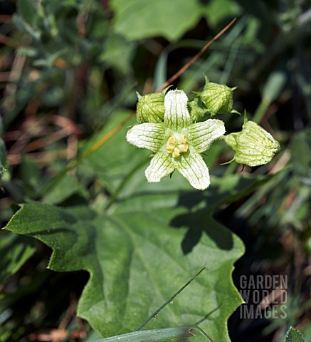 BRYONIA_DIOICA