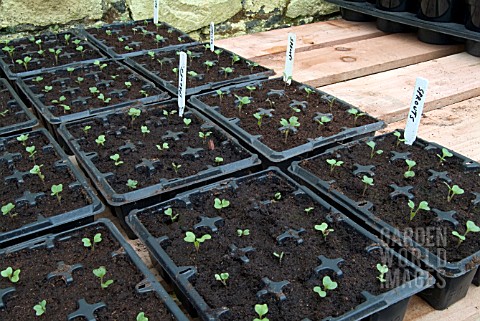 SPROUT_SEEDLINGS