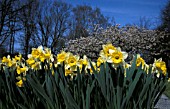 NARCISSUS AND BLOSSOM WITH BLUE SKY AND BARE TREES