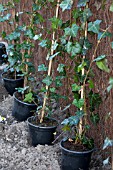 PLANTING HEDERA HEDGE, CONTAINERS WITH IVY READY FOR PLANTING