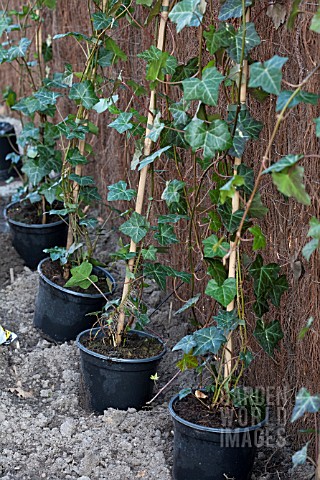 PLANTING_HEDERA_HEDGE_CONTAINERS_WITH_IVY_READY_FOR_PLANTING