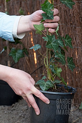 PLANTING_A_HEDERA_HEDGE_CONTAINERS_WITH_IVY_READY_FOR_PLANTING