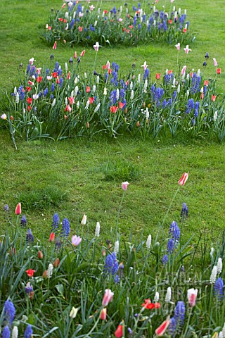 PLANTING_BULBS_IN_LAWN__RESULT_IN_APRIL