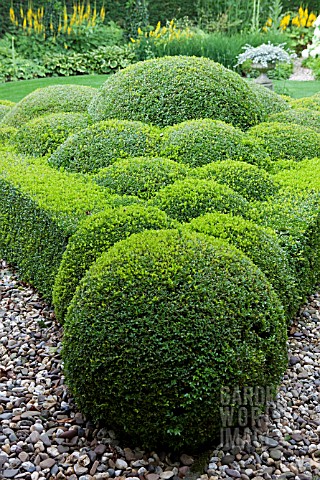 TOPIARY_WITH_BUXUS_SEMPERVIRENS