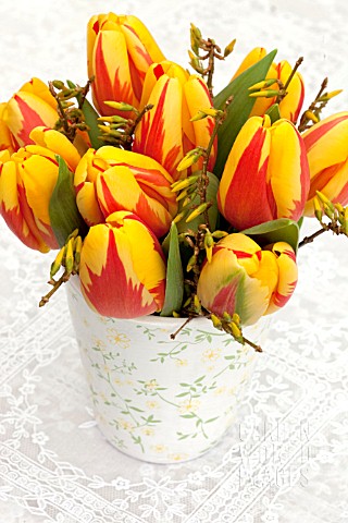 TULIPA_HOLLAND_QUEEN_WITH_FORSYTHIA