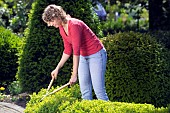 TRIMMING BUXUS HEDGE WITH SHEARS