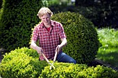 TRIMMING BUXUS HEDGE WITH SHEARS