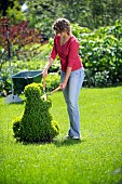 LADY TRIMMING BUXUS TOPIARY WITH SHEARS