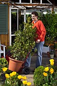 MOVING LARGE LAURUS NOBILIS-BAY TUBS AND CONTAINERS INTO THE GARDEN