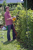 PERSON CUTTING PRUNING HEDGES WITH ELECTRIC TRIMMER