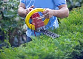 PERSON CUTTING PRUNING HEDGES WITH ELECTRIC TRIMMER