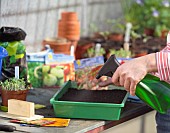 SOWING VEGETABLE SEEDS IN GREENHOUSE - SPRAYING WITH WATER