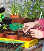 RE-POTTING YOUNG TOMATO SEEDLINGS IN GREENHOUSE