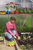 PLANTING LETTUCES IN GREENHOUSE
