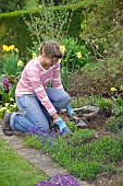 DIVIDING AND PLANTING PERENNIALS IN SPRINGTIME - ASTER