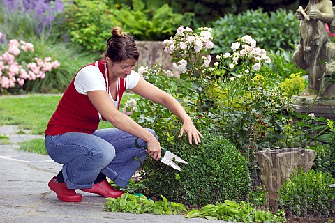 SHAPING_BUXUS_WITH_TOPIARY_SHEARS