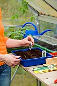 SOWING CUCUMBER SEEDS