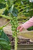 HARVESTING BRUSSEL SPROUTS