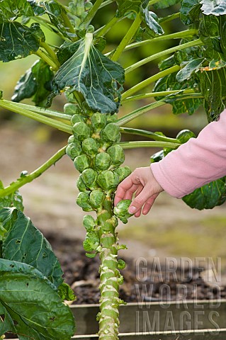 HARVESTING_BRUSSEL_SPROUTS