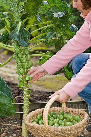 HARVESTING_BRUSSEL_SPROUTS