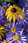 RUDBECKIA DEAMII WITH ASTER AMELLUS KING GEORGE