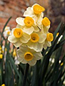 NARCISSUS HENRY IRVING DAFFODIL
