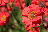 GEUM COCCINEUM RED WINGS