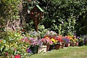 CONTAINER GARDENING IN THE SUMMER. A SELECTION OF PLANTS AND FLOWERS FOR EFFECTIVE COLOUR IN THE SUMMER.