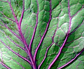 LEAF DETAILS OF CABBAGE RED DRUMHEAD