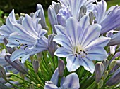 AGAPANTHUS GLENHAVEN (AFRICAN LILY)