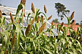 SORGHUM BICOLOR BLACK AMBER CANE TALL GRASS LIKE WITH LONG BROAD LEAVES BEARING LARGE SEED PRODUCING HEADS