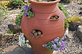 LARGE POT PLANTED WITH PRIMULAS AND SEMPERVIVUMS