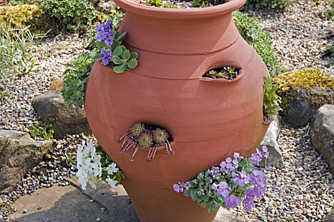 LARGE_POT_PLANTED_WITH_PRIMULAS_AND_SEMPERVIVUMS
