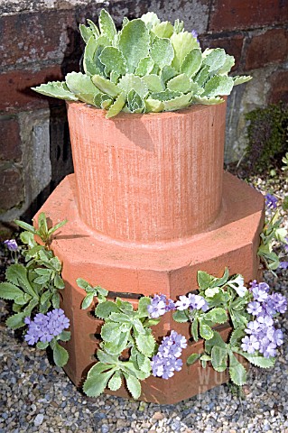 CHIMNEY_POT_PLANTED_WITH_PRIMULAS