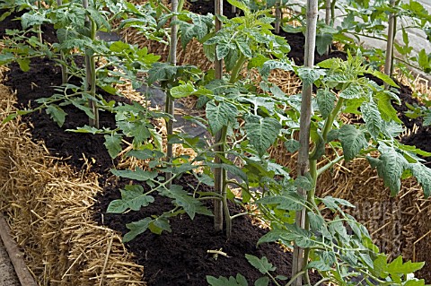 TOMATO_PLANTS_GROWING_IN_STRAW_BALES