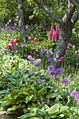 INFORMAL GARDEN WITH ALLIUMS , PEONIES AND LUPINS