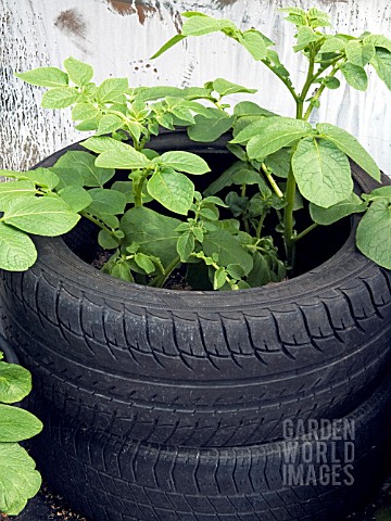 POTATO_PLANTS_GROWING_IN_RECYCLED_TYRES