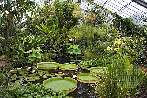 THE_TROPICAL_GLASSHOUSE_AT_DUNDEE_BOTANIC_GARDENS