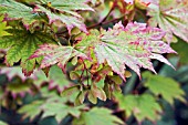 ACER JAPONICUM LEAVES AND WINGED SEEDS IN AUTUMN