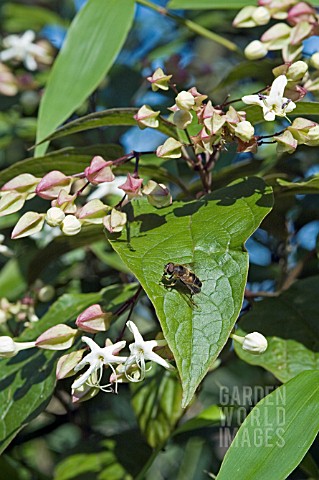 _BEE_ON_CLERODENDRUM_TRICHOTOMUM