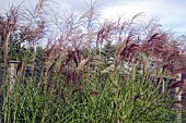 MISCANTHUS SINENSIS GROSSE FONTAINE