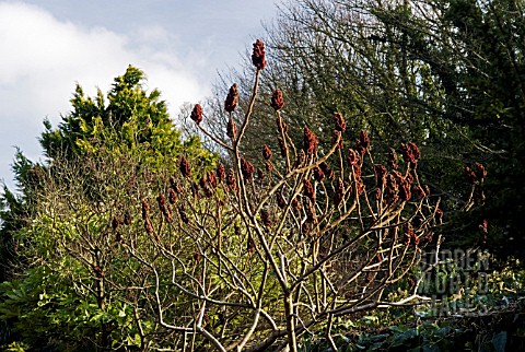 RHUS_TYPHINA_IN_EARLY_SPRING