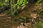 WOODEN SEAT IN WOODLAND AT DRUMLANRIG COUNTRY PARK, DUMFRIES & GALLOWAY