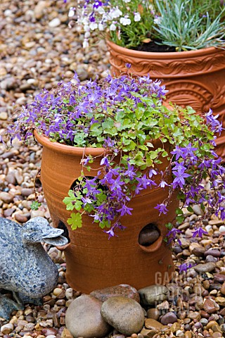 CAMPANULA_POSCHARSKYANA_IN_CONTAINER