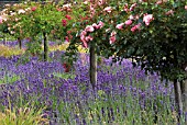 ROSES AND LAVENDER IN HELMSLEY WALLED GARDEN, NORTH YORKSHIRE