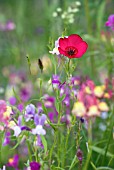 WILD DIANTHUS AND LINARIA IN FLOWER MEADOW